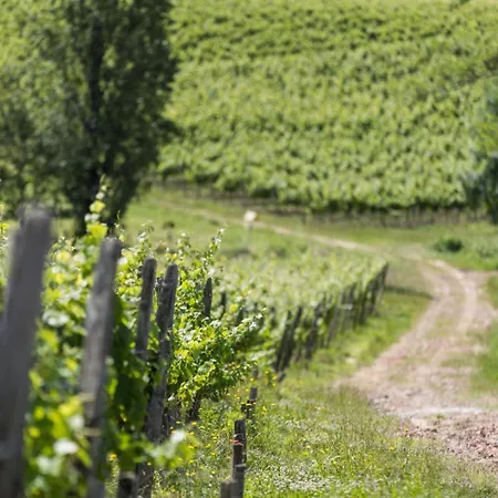 Cabernet Benesse-les-Dax