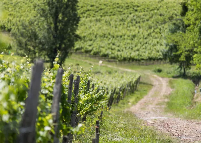 Cabernet Benesse-les-Dax